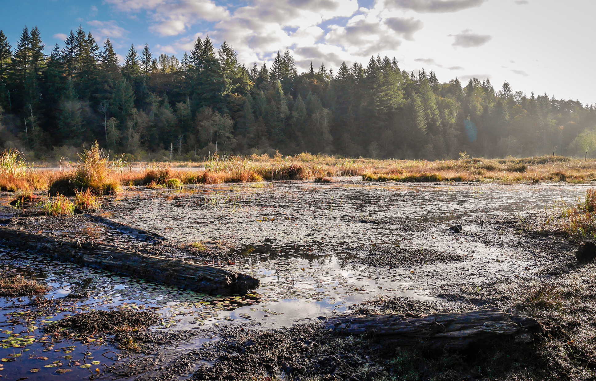 Photo of a small lake with logs floating and meadows and forests in the background