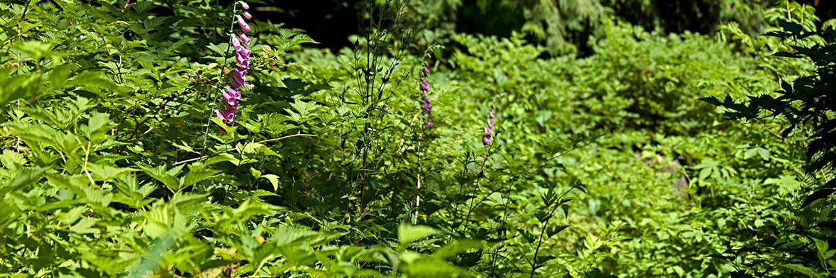 Green bushes with purple foxglove flowers