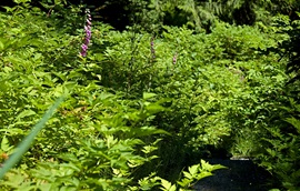 a trail going through bright green bushes and foxglove flowers