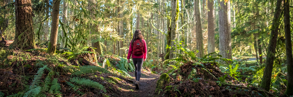 A hiker walks along a trail bordered by towering cedar and fir trees on Cougar Mountain