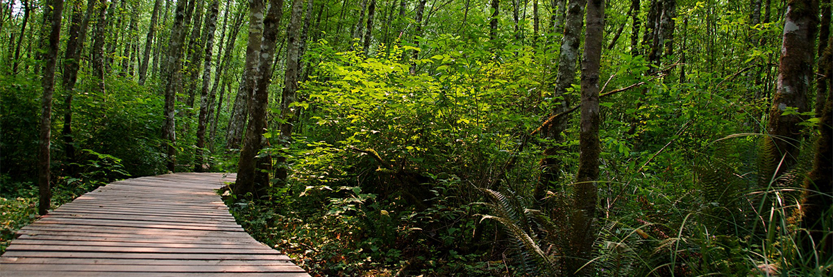 A wooden ramp in the foreground turns off into the lush green forest