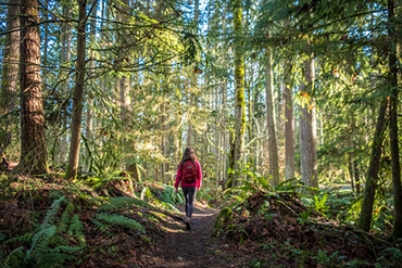 A hiker walks along a trail bordered by towering cedar and fir trees on Cougar Mountain