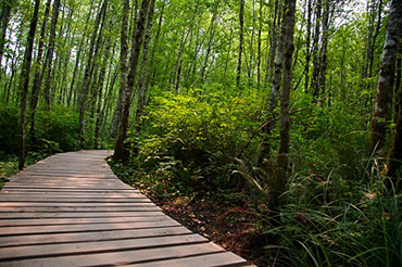 A wooden ramp in the foreground turns off into the lush green forest