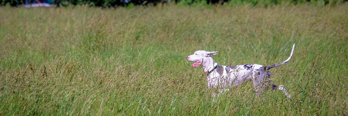 A white dog with black spots runs through a meadow