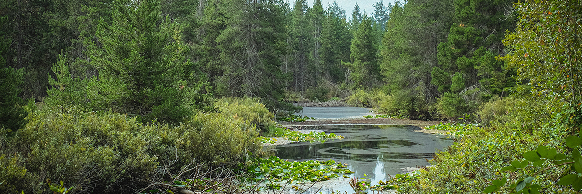 a photo of wetland surrounded by trees and bushes