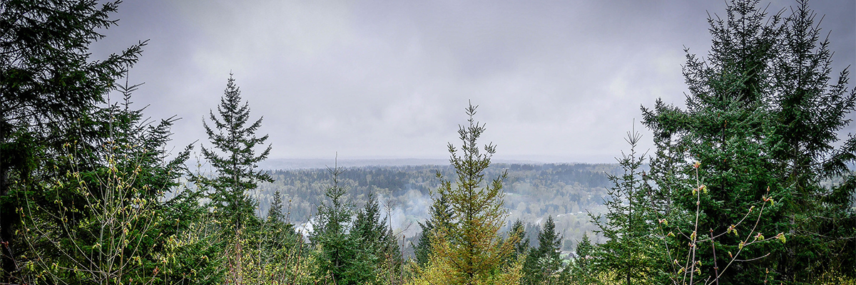 A view looking over the treetops at the top of Cougar-Squak