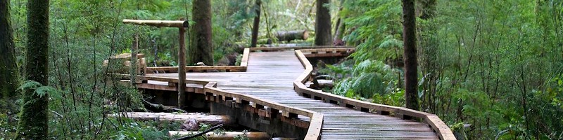 A wooden boardwalk with a viewing platform and bench winds through tall evergreens