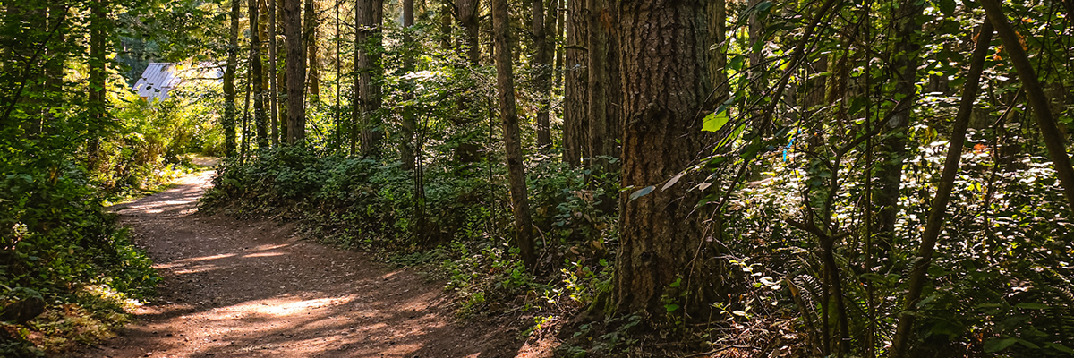 The sun shining through evergreen trees with a dirt path running through it