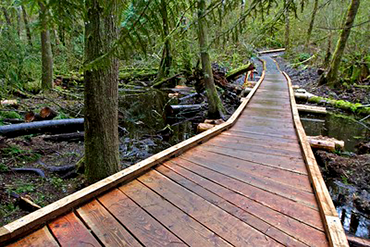 A wooden boardwalk winds through moss covered trees in Grand Ridge