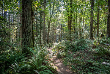 A dirt path curves through ferns and towering evergreens at Soaring Eagle Park