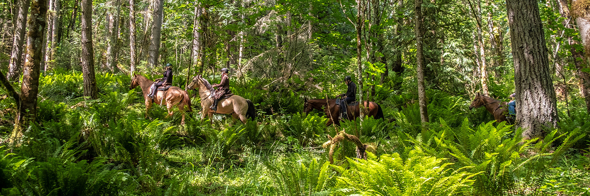 Three people riding horses on a trail in the forest surrounded by ferns