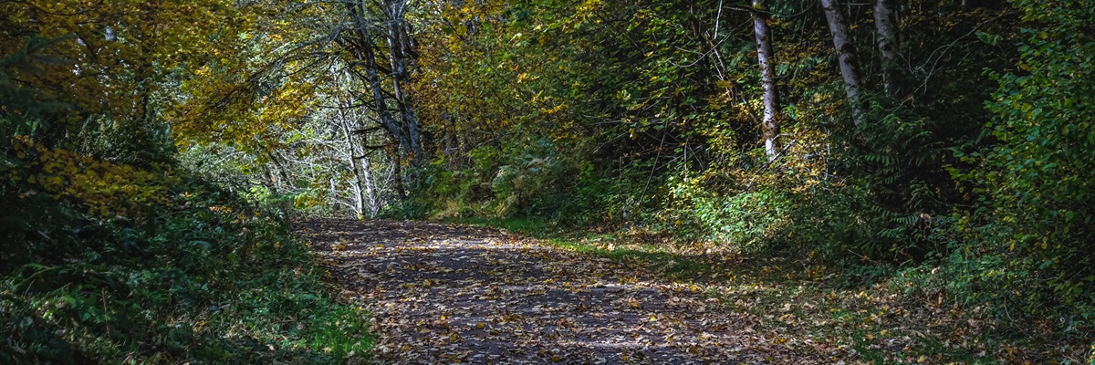 A wide leaf-covered path travels in a corridor of green shrubs and tall birch trees