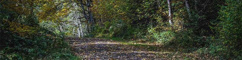 A wide leaf-covered path travels in a corridor of green shrubs and tall birch trees