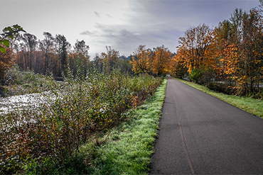 A view east on the Cedar River Trail with fall leaves and the river running along the side