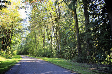 Sunlight shines through a thick tree canopy, illuminating a paved trail.
