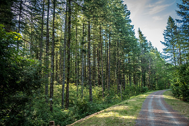 A packed gravel trail runs between towering conifers