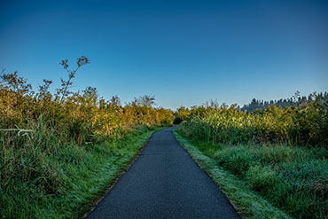 A paved trail lined with tall grasses and high shrubs.
