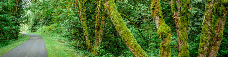 A paved trail cuts through a lush green forest