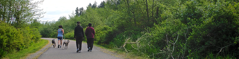 A couple and a person with two grey dogs stroll down the Soos Creek Trail between high green shrubbery