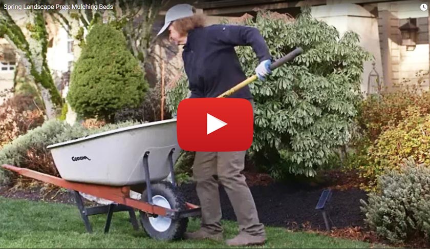 YouTube video: Spring landscape prep - mulching beds