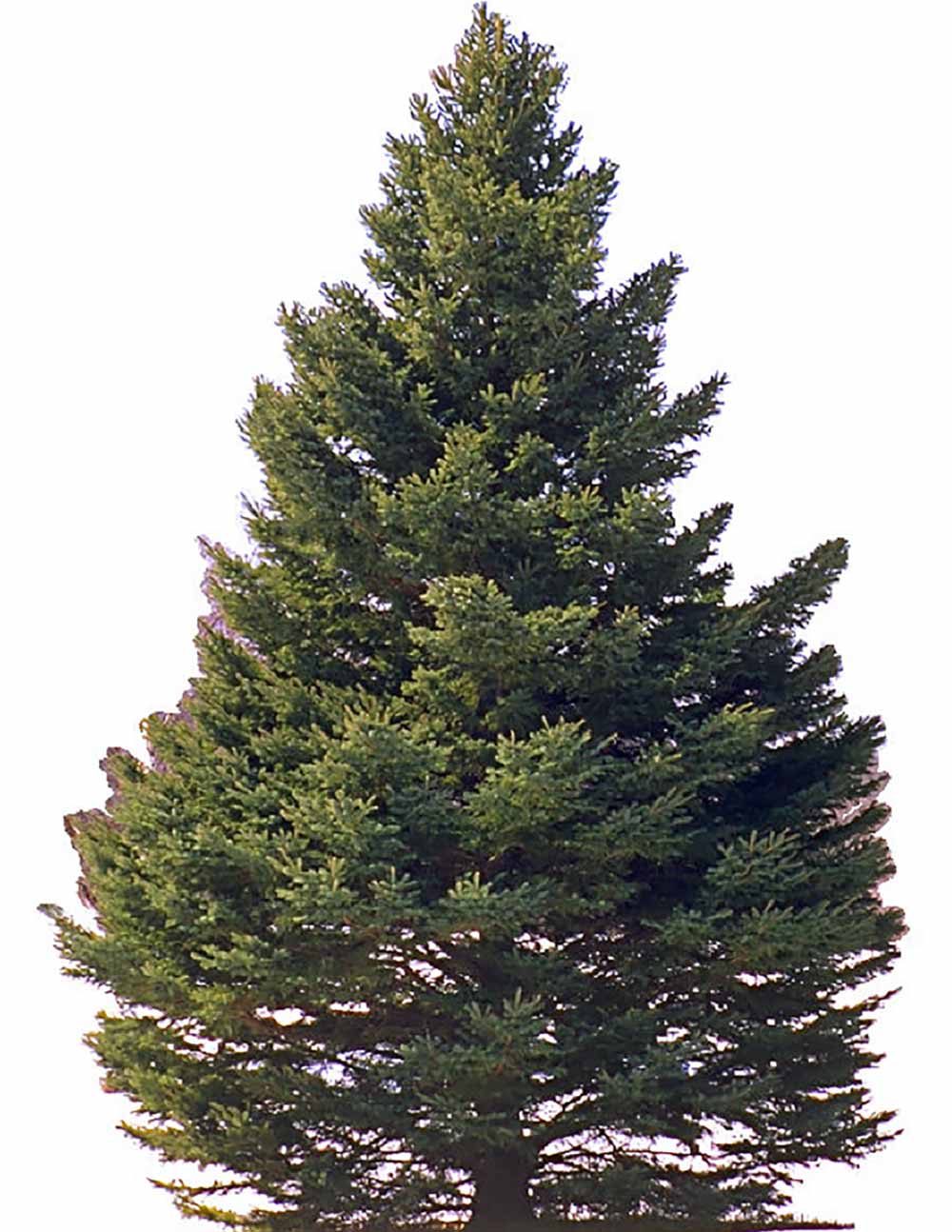 Image of a green pine tree