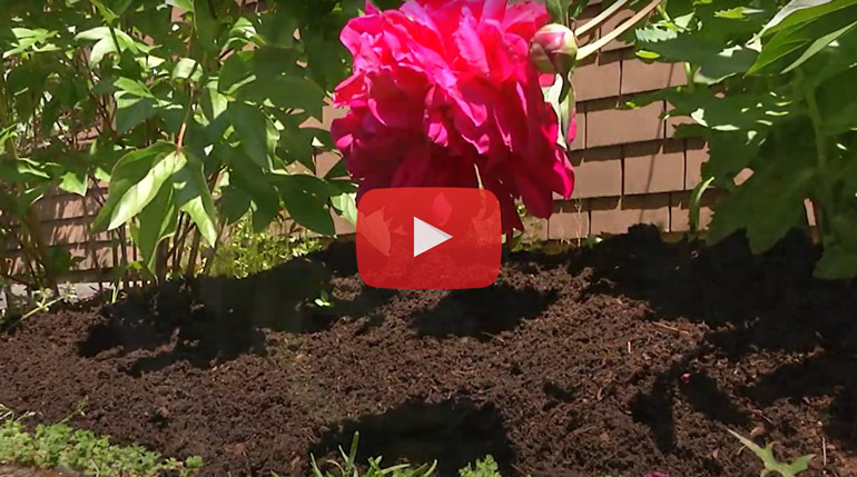 Screenshot from a YouTube video showing a mound of compost with a pink flower centered in the frame. Video titled: Common Senses: How to tell if compost is good