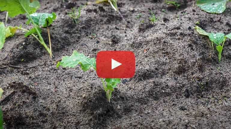 Screenshot from a YouTube video showing a closeup of compost in a garden with a green shoots poking through the dirt. Video titled: The Do’s and Don’ts of Applying Compost