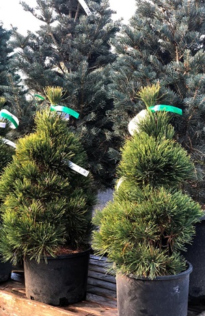 Christmas tree options for a greener holiday