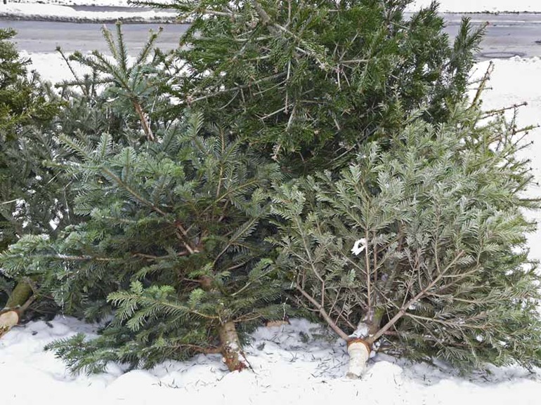 A pile of evergreen trees laying on their side in the snow next to a road