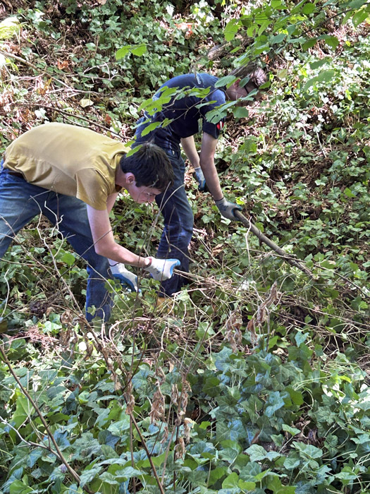 Students at Gibson Ek High School removing English Ivy from the outdoor space near their school as part of an ongoing restoration project.