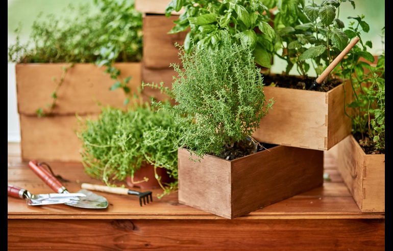 Herbs in planters sit on a table