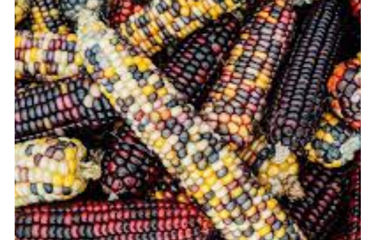 A close-up of many ears of multicolored corn on the cob