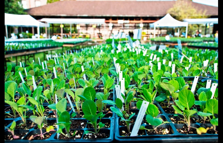 Multiple rows of edible plant seed starts grow in small planters with labels