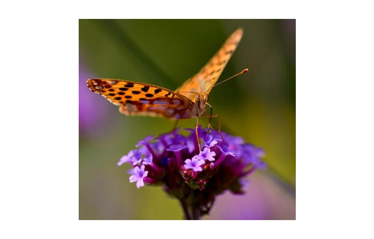 A close-up picture of an orange and black butterfly sitting on top of a light purple flower