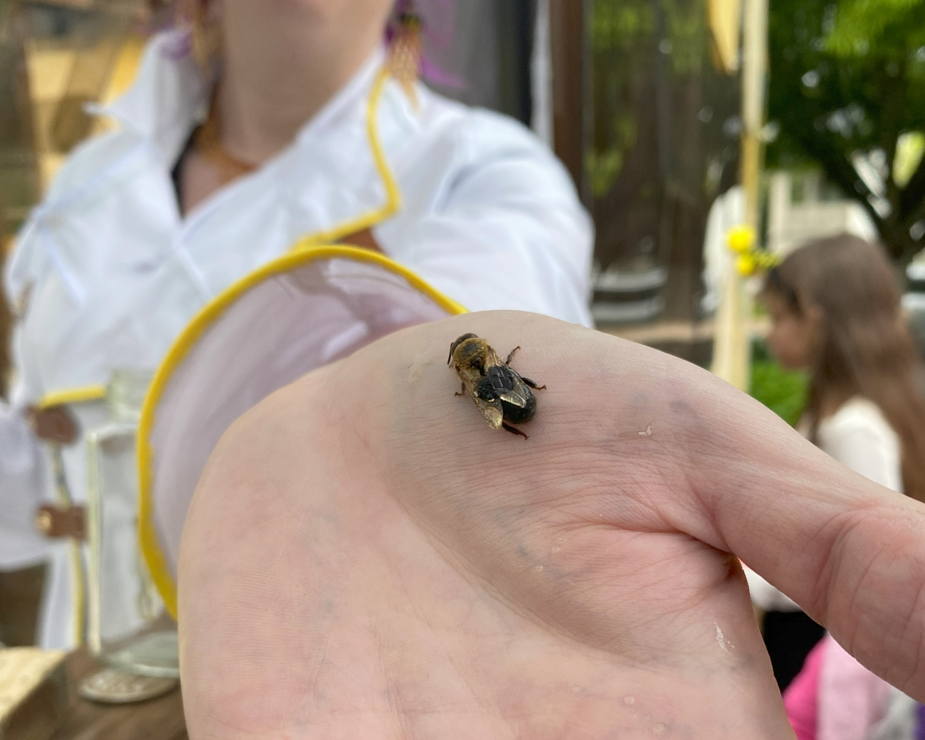 A small honeybee rests on a beekeeper's open palm