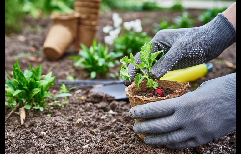 Hands with gloves plant a small radish plant into the soil