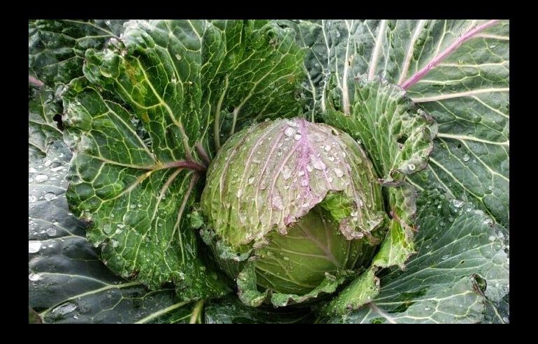 A close-up image of a purple cabbage with fresh water droplets on its leaves