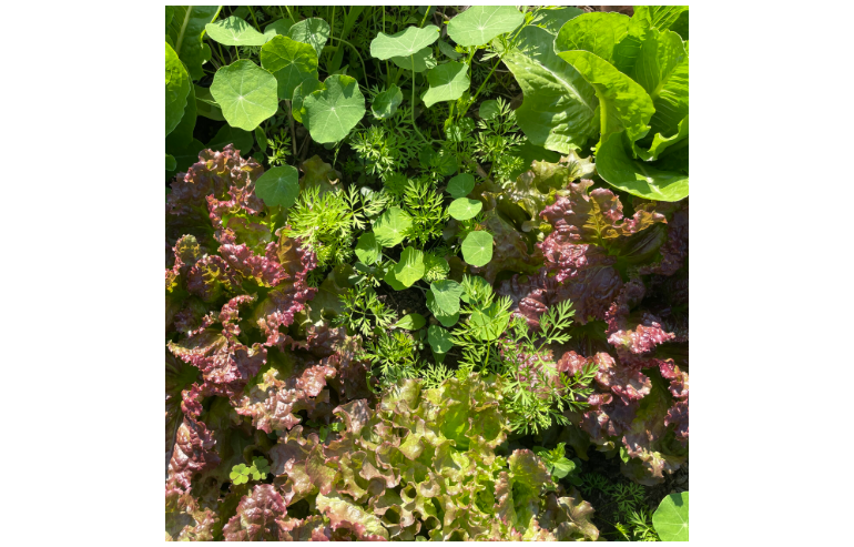A top-down image of green and red lettuces and herbs growing in a garden bed