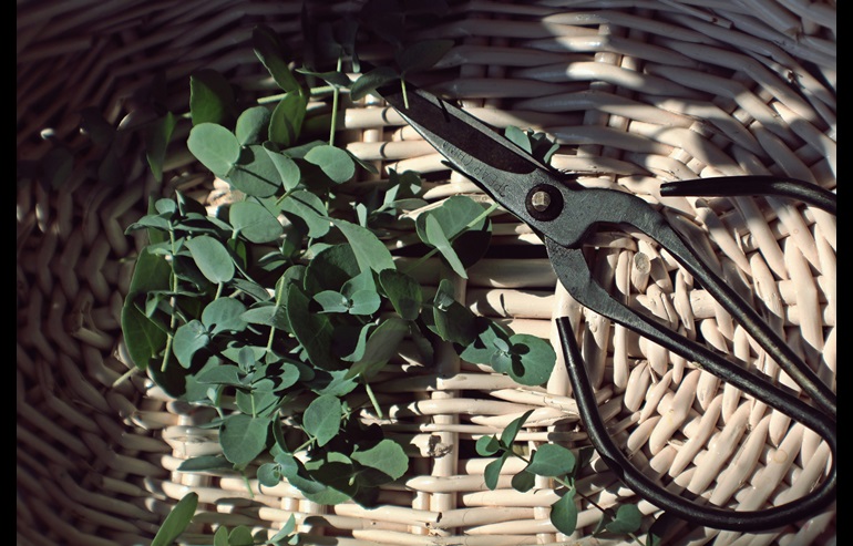 A pair of pruning shears sits in a basket atop an assortment of leaves