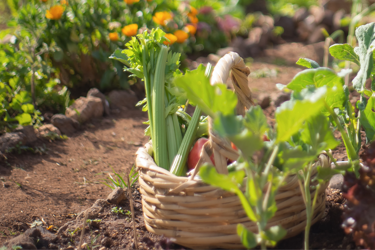 A basket of produce in a vegetable garden.