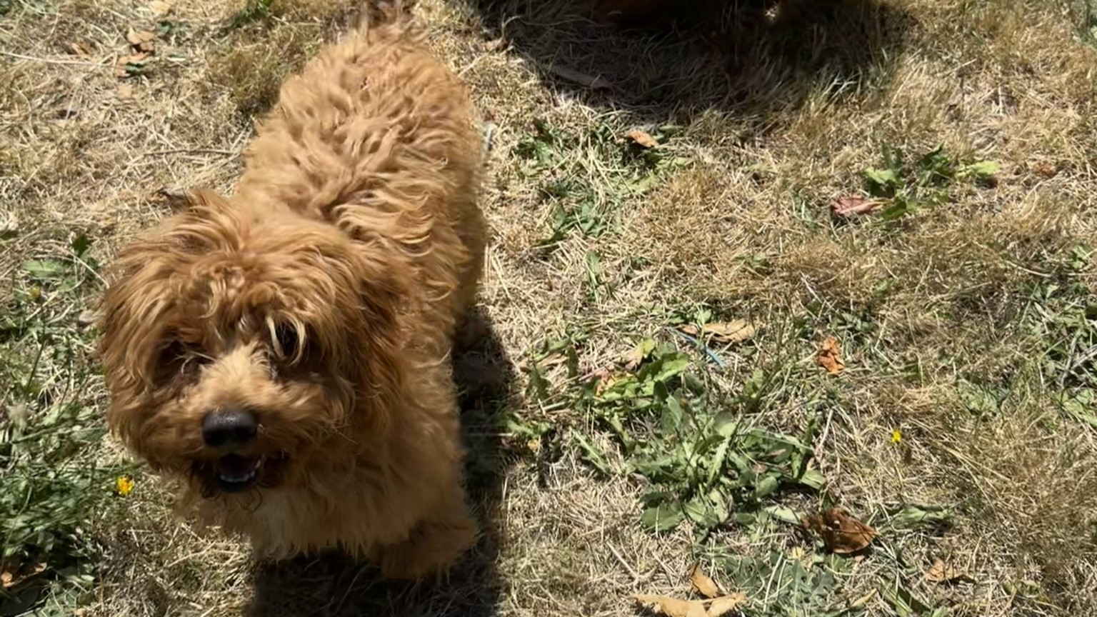 A small brown dog roams in a dry patch of grass.