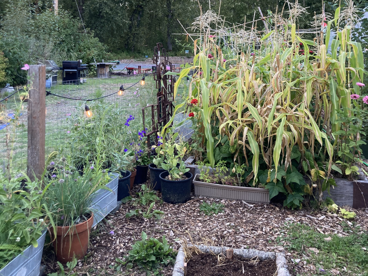 Corn growing in a small garden with planters at the Heron's Nest