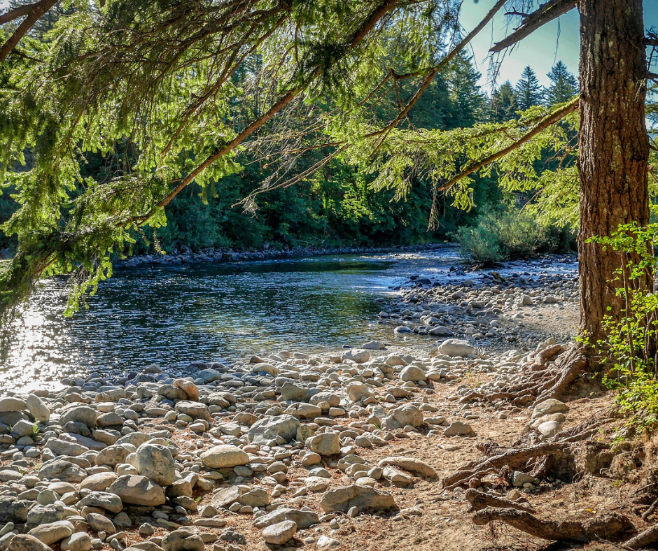 Sun shines through evergreen trees onto a rocky riverbank