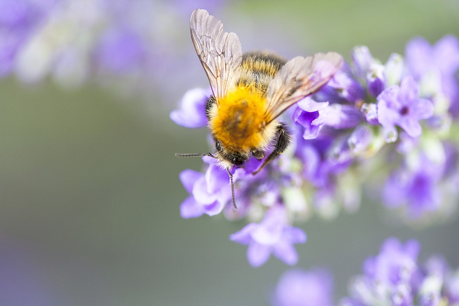 A bumblebee landing on a small cluster of purple flowers