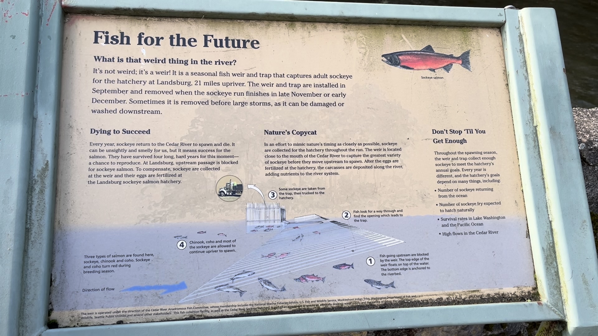 An informational sign at an outdoor park explains the intricacies of salmon ecosystems.