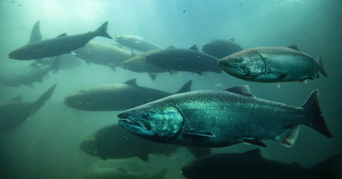Group of salmon swimming in teal water.