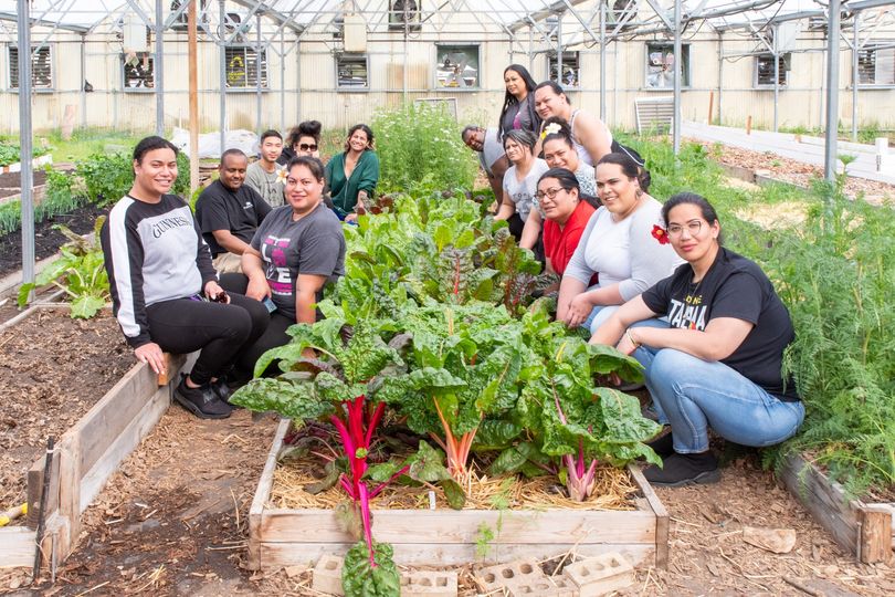 An image of a group of Pacific Islander people standing around a garden bed full of greens.