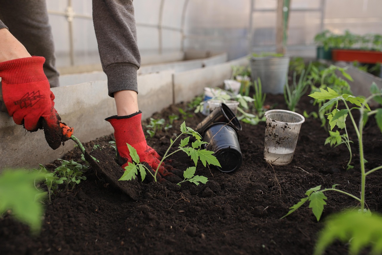 Person with red gloves planting vegetables in a garden box. 