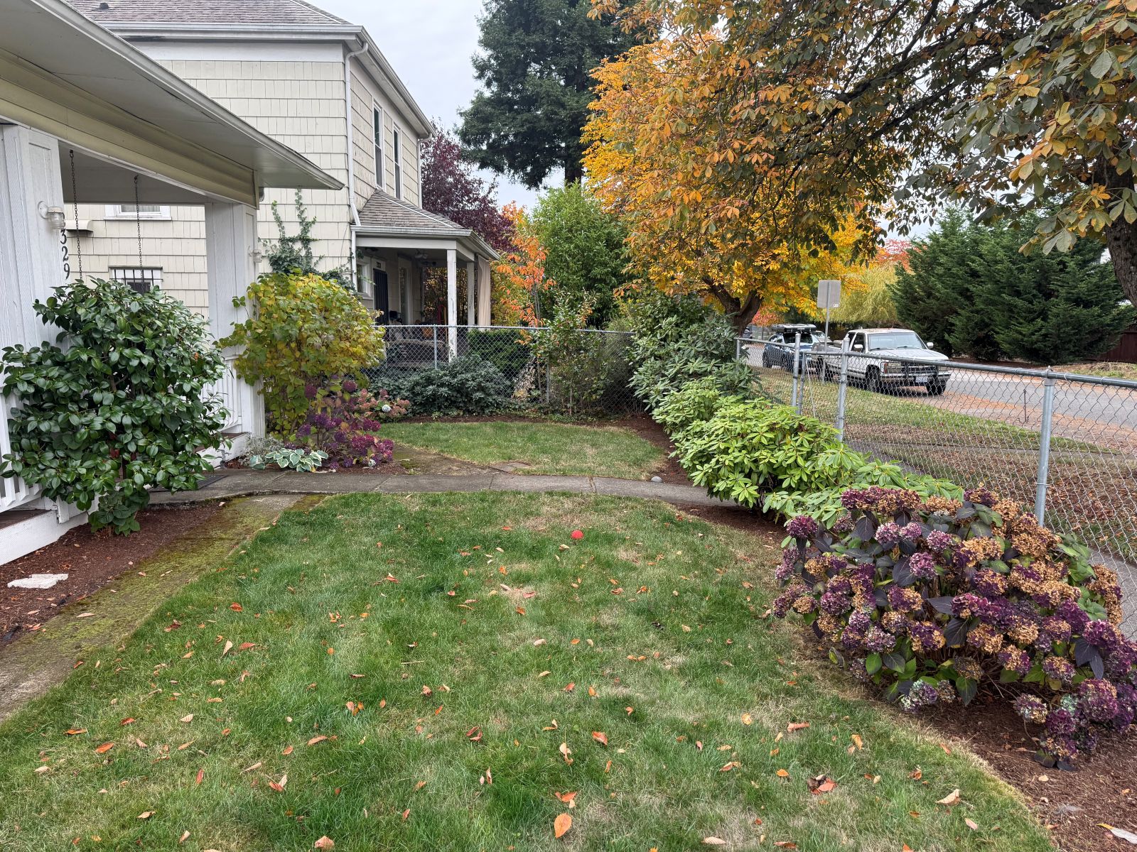 A grassy yard in fall. A tree in the background has yellowed leaves.