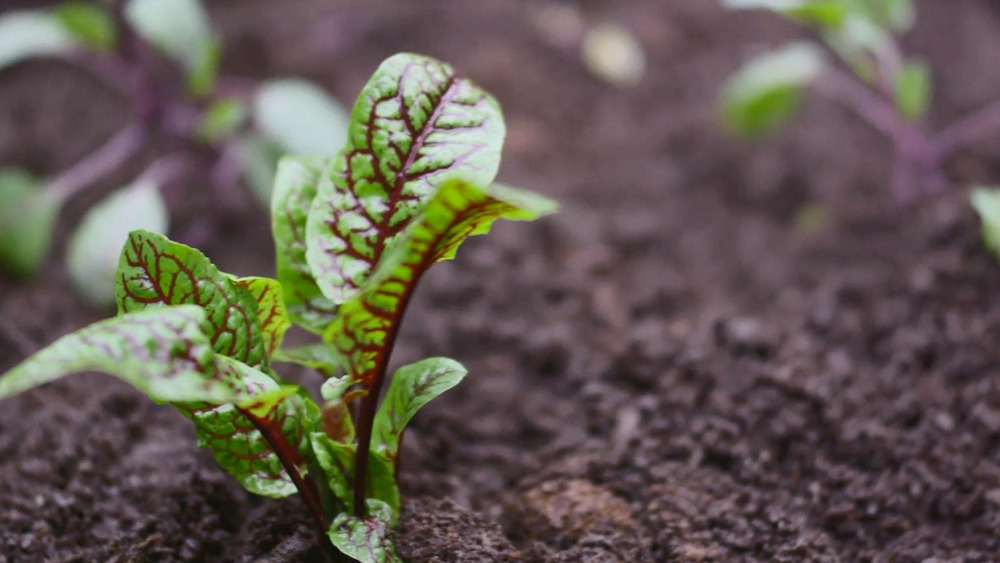 Close-up of red-veined green leaves of Swiss chard growing in dark, rich soil.